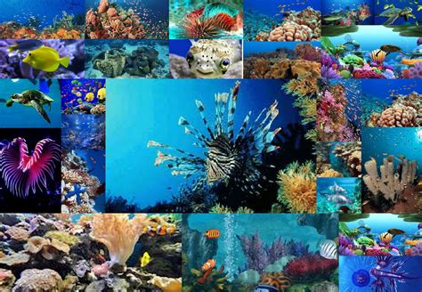 33 Marine Biology Wallpaper Wallpapersafari