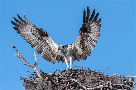 Low Angle Photography Of White And Black Hawk Osprey Hd Wallpaper