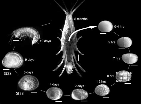 Parhyale Hawaiensis Life Cycle Adult Parhyale Reach Sexual Maturation