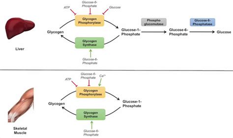 Glycogenolysis Definition Glycogenolysis Steps And Pathway