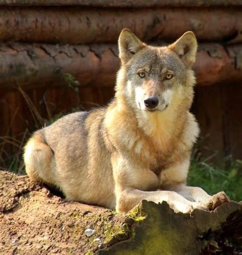 Pin By Aprilia Cretu On Lupi Beautiful Wolves Wolf Pictures Animals