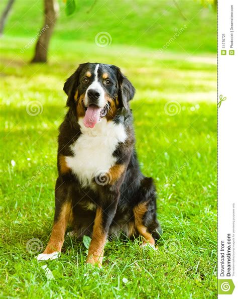 Bernese Mountain Dog Berner Sennenhund Sitting In Front Stock Image