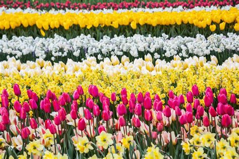 Colorful Flowers At The Famous Flower Park Keukenhof In Lisse