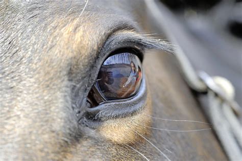 4 Fun Facts About The Equine Eye Your Horse