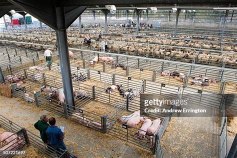 Ashford Livestock Market Stock Fotos Und Bilder Getty Images