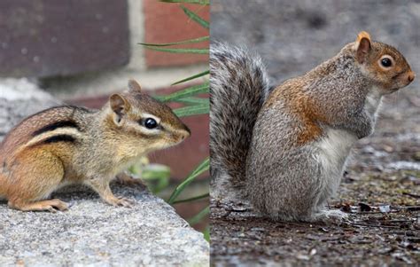 Chipmunks Vs Squirrels 5 Ways They Differ My Backyard Life