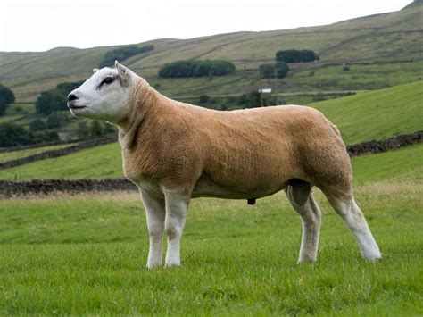 The Worlds Most Expensive Sheep Was Sold In Scotland For Almost Half A