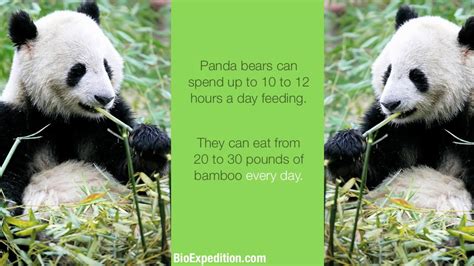 Information About Giant Panda Youtube