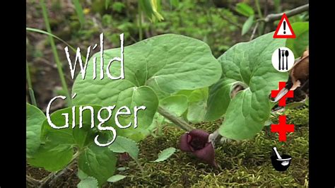 Wild Ginger Plant