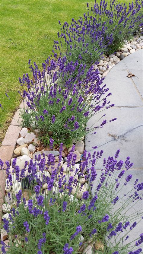 My Garden Lavender In Full Bloom Front Garden Landscape Small