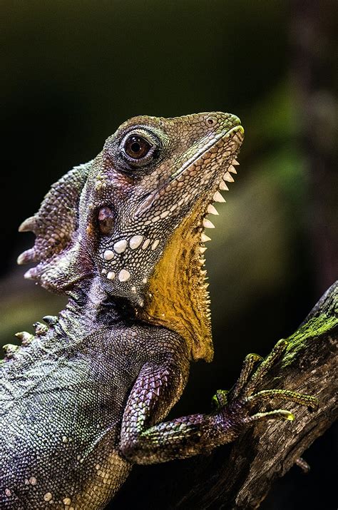 Reptiles In Relationships And More Social Secrets Of Scaly Species