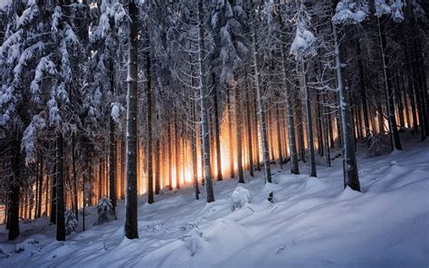 Nature Trees Sunlight Winter Snow Forest Pine Trees