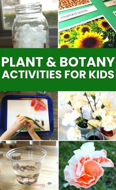 Botany For Kids Printable Bundle Activities Printable