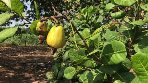 Economic bearing commences in cashew after the third year of planting. Red and Yellow Cashew Nut Stock Footage Video (100% ...