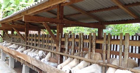 Kandang Domba Modern untuk Usaha Peternakan yang Efisien