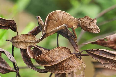 Animals Reptile Gecko Camouflage Wallpapers Hd Desktop And Mobile