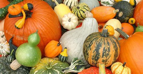 Pumpkins Winter Squashes And Gourds How To Grow It