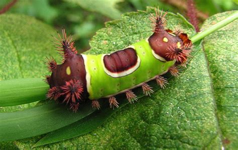 Saddleback Caterpillar Photograph By Joshua Bales Fine Art America