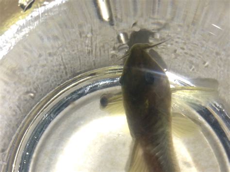Growth On Cory Catfish Fin Freshwater Fish Disease 260330
