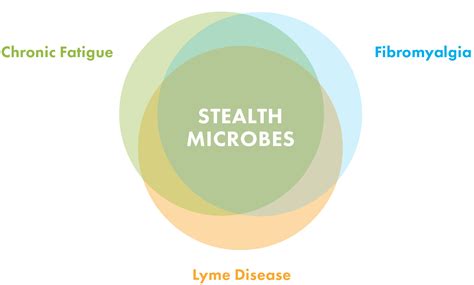 Mycoplasma The Most Common Lyme Coinfection With Images Mycoplasma