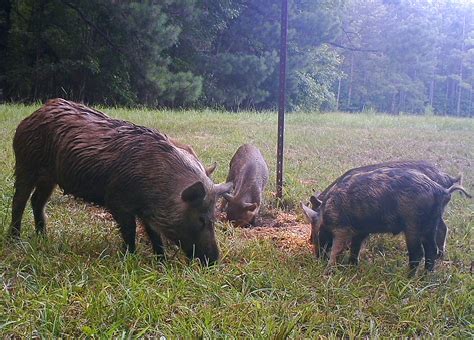 Controlling Feral Hogs Ethical Considerations Mossy Oak Gamekeeper