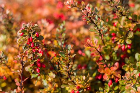 Side Effects Of Barberry Healthfully