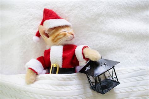 40 Ginger Cat In Santas Costume Stock Photos Pictures And Royalty Free