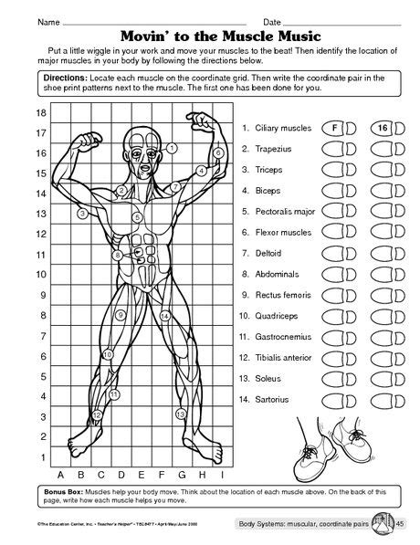 Muscular System Printable Worksheets Learning How To Read