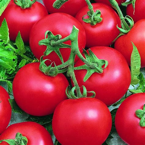 Best Boy Bush F1 Hybrid Tomato ~25 Seeds Vegetable Gardening Seeds