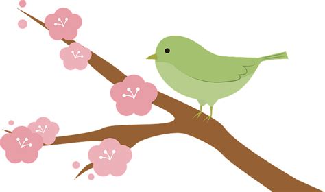Japanese Bush Warbler Bird On Cherry Blossom Branch Clipart Free