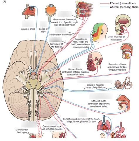 Figure 11 37 A Overview Of Cranial Nerves And Their Function Diagram