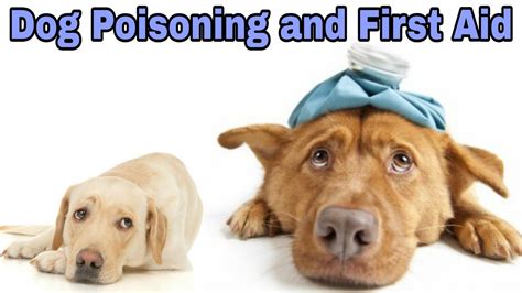 How To Treat A Poisoned Dog At Home Dog Poisoning And First Aid