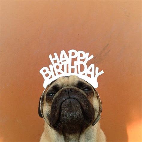 Meet Norm The Personality Filled Pug Happy Birthday Pug Cool Happy