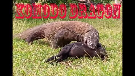 Komodo Dragon Catch Attack Live Big Goat Youtube