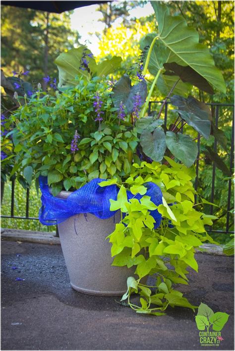 Wasabi Coleus With Vivid Lime Green Coloring Is A Top