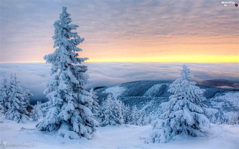 Snow Winter Spruces Snowy Clouds Mountains Viewes Fog Trees
