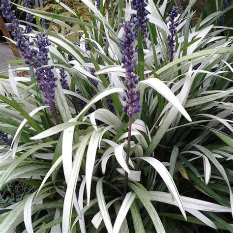 Buy Lily Turf Liriope Muscari Okina Delivery By Waitrose Garden