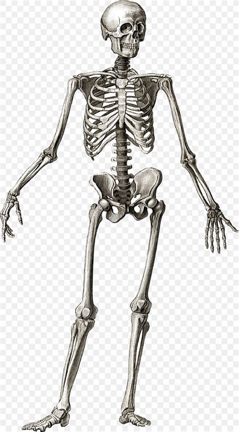 Human Skeleton Anatomy Bone Human Body PNG X Px Human Skeleton