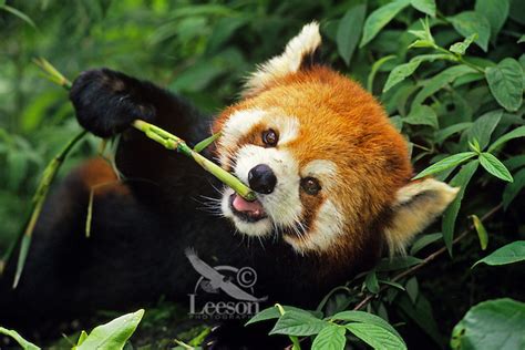 Red Panda Ailurus Fulgens Picture Tom And Pat Leeson