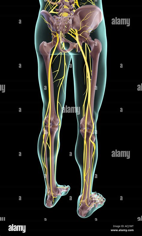 Lower Back Nerves Body Diagram Sciatic Nerve Course Divisions And Sexiezpicz Web Porn