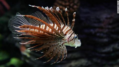 Lionfish Infestation In The Atlantic Ocean Now A Growing