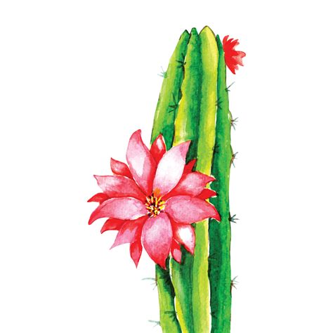 Cactus Flower Drawing