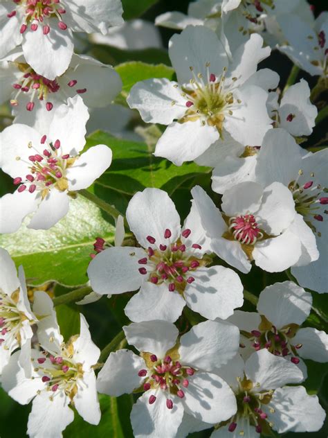 Free Images Branch White Fruit Flower Petal Bloom Food Produce