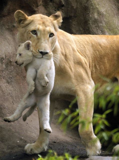 Mother And Baby Best Photos Of Animal Bonding Slideshow