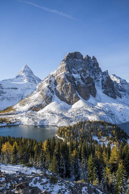 Bosque Assiniboine Fotos De Stock Imágenes Sin Royalties Focused