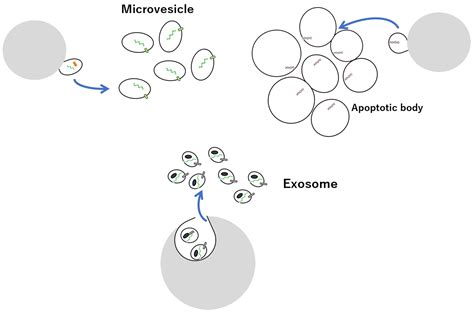 Vaccines | Free Full-Text | Regulation of Extracellular Vesicle