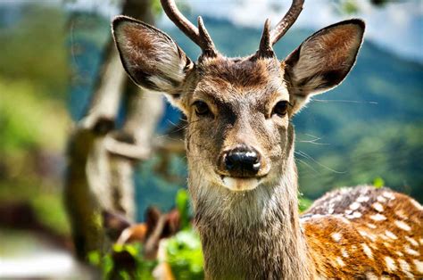 What Are The Sika Deer Adaptations Beyond The Antlers Sika Deer