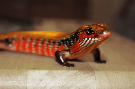 Fire Skink Amazing Reptiles Pinterest Reptiles Lizards And