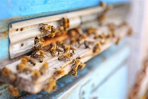 Bee killer, killer bee, hornets, sting bee, honeybee, bee hive, honey bees, bee removal, bee control, exterminator, pest control, termite inspection, fumigation, bee infestation we service burbank, los angeles as a exterminator pest control company. Bee Removal Sheffield | What is the Average Cost of Bee ...