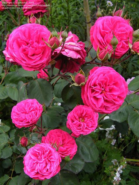 Plantfiles Pictures Floribunda Rose Cluster Flowered Rose Rosemary